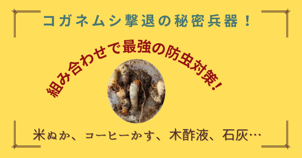 コガネムシの幼虫駆除に米ぬかは効果あり？コーヒー・木酢液・石灰との併用で究極の無農薬対策